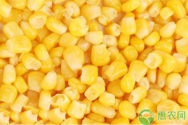 今日玉米收购价多少钱一斤？8月8日全国玉米价格行情分析